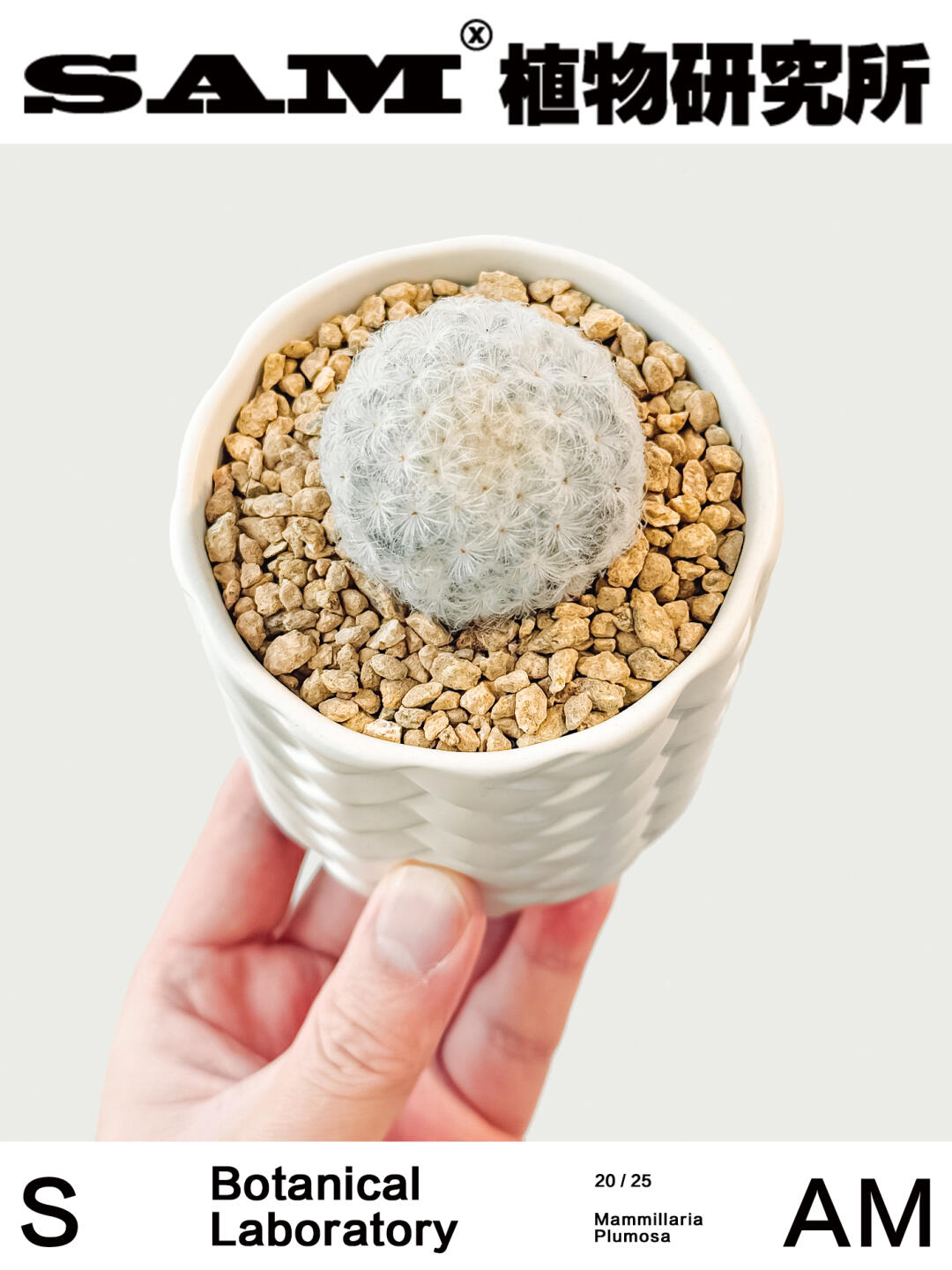 白星｜Mammillaria Plumosa