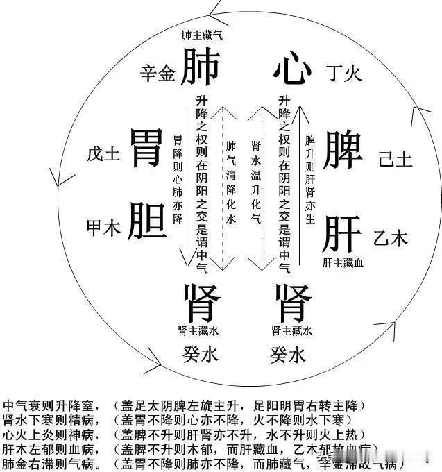 你是否好奇过自己的身体内部是如何运作的？今天，我们将一起探索人体脏腑气血运行图，