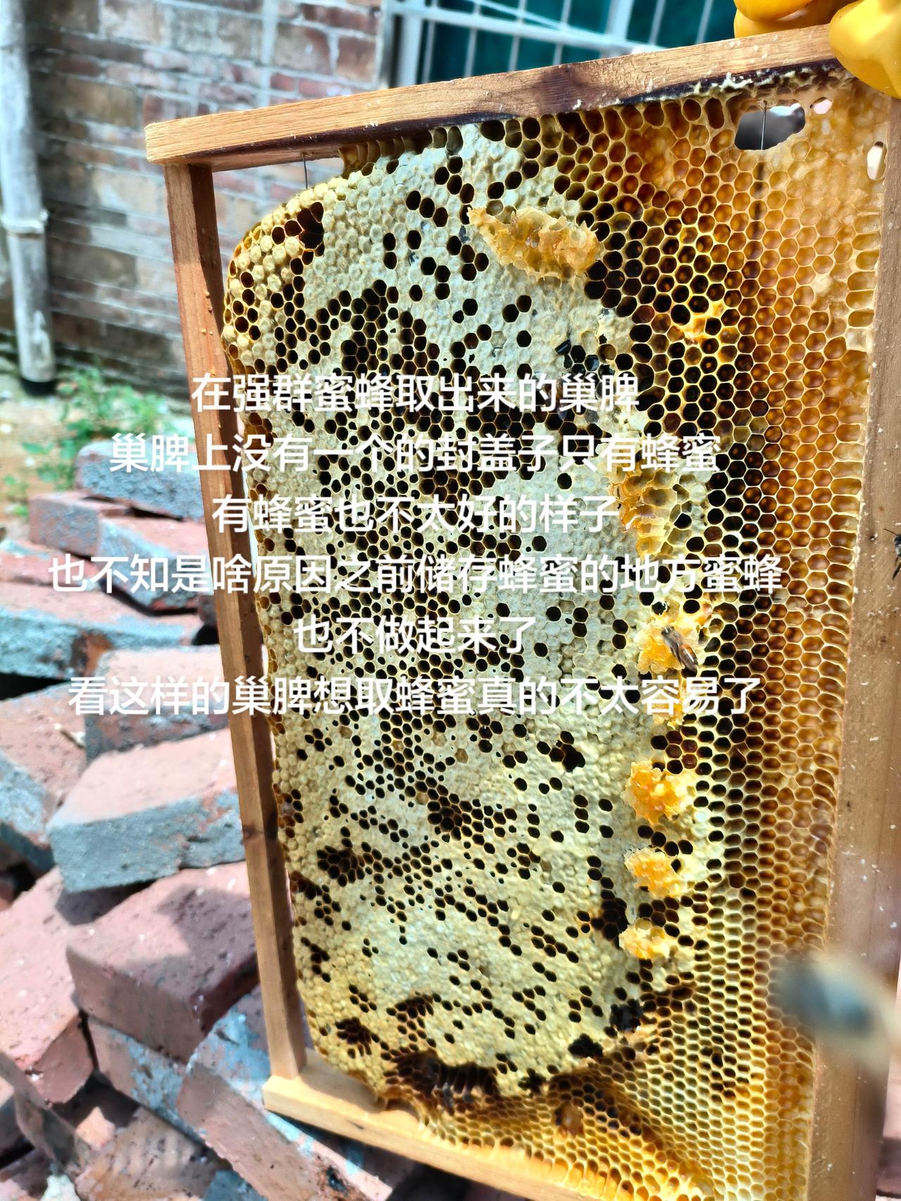 在强群蜜蜂取出来的巢脾
巢脾上没有一个的封盖子只有蜂蜜
有蜂蜜也不太好的样子
也