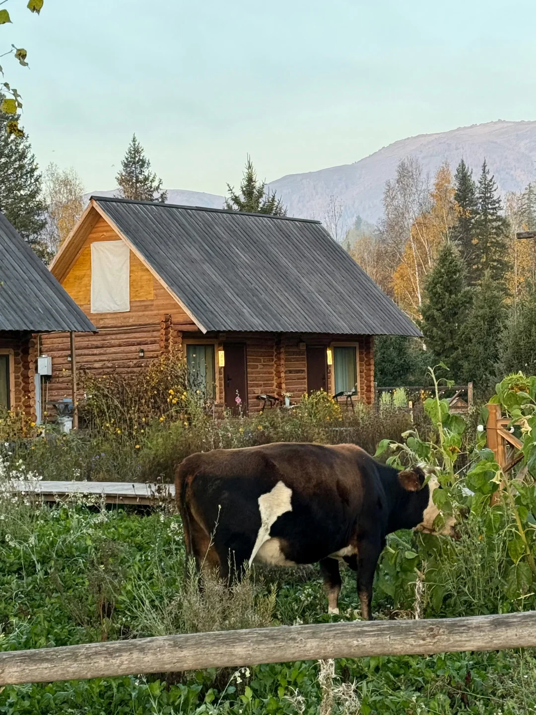 我找到了我的小森林～～～