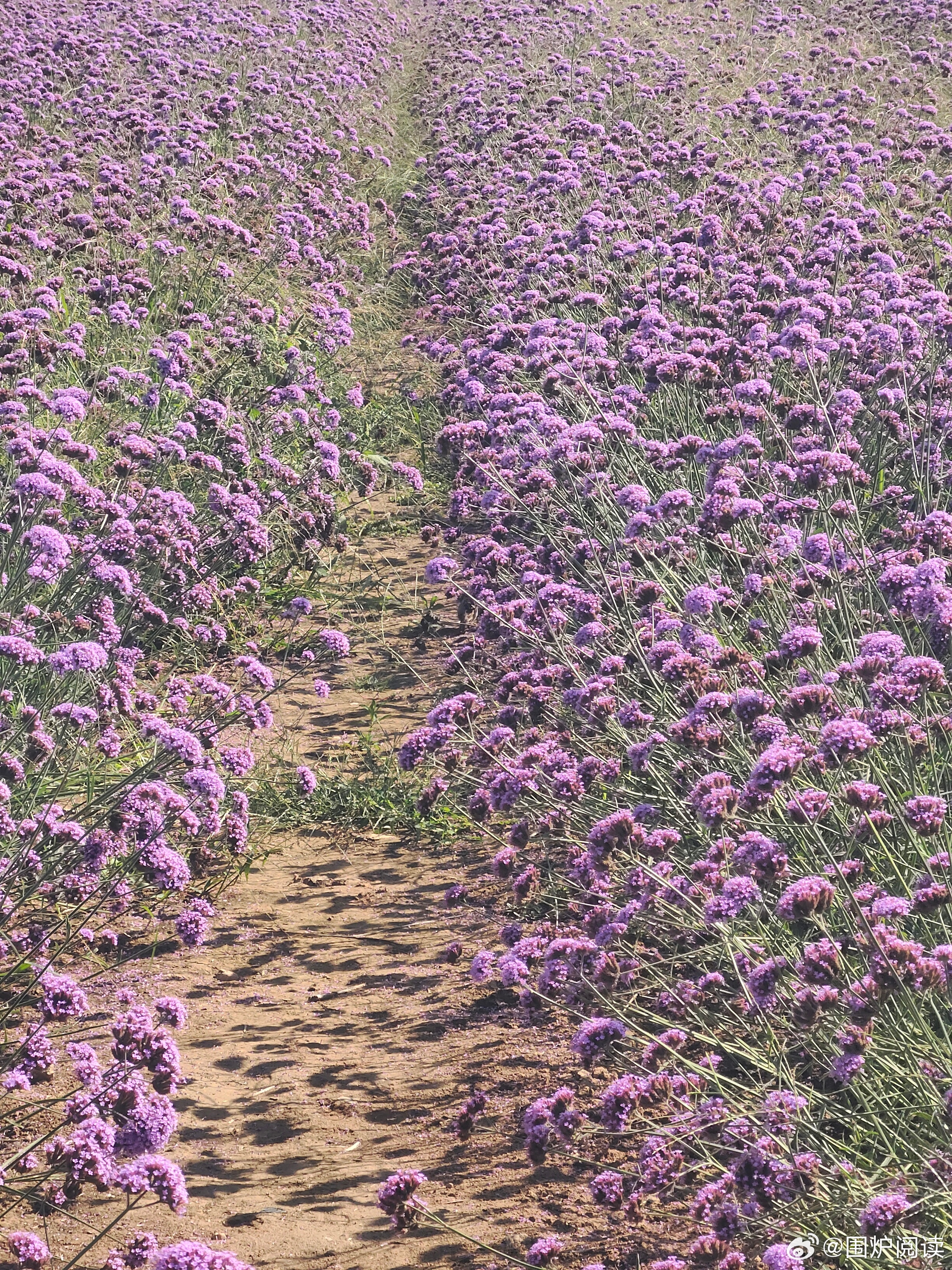 生命最美的状态是：人静、物简、心安，岁月浅浅，余生漫漫。予一半烟火谋生活，许一半