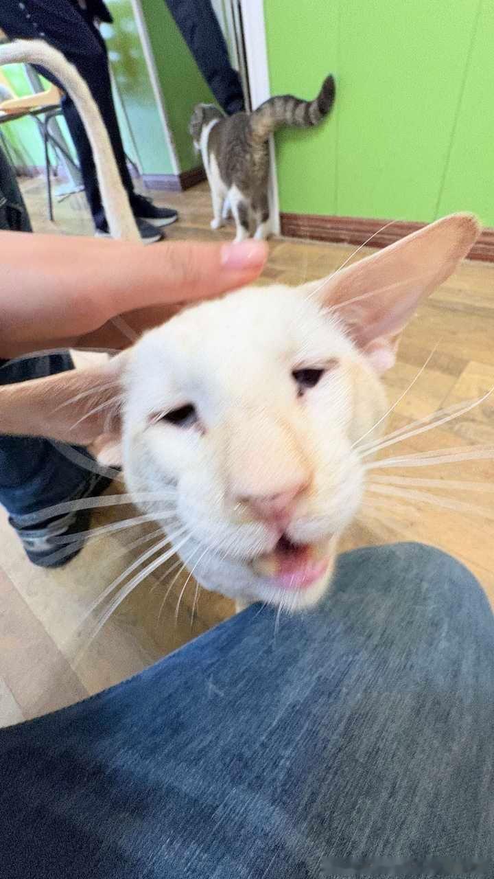 50264【丑猫】多比自由了 