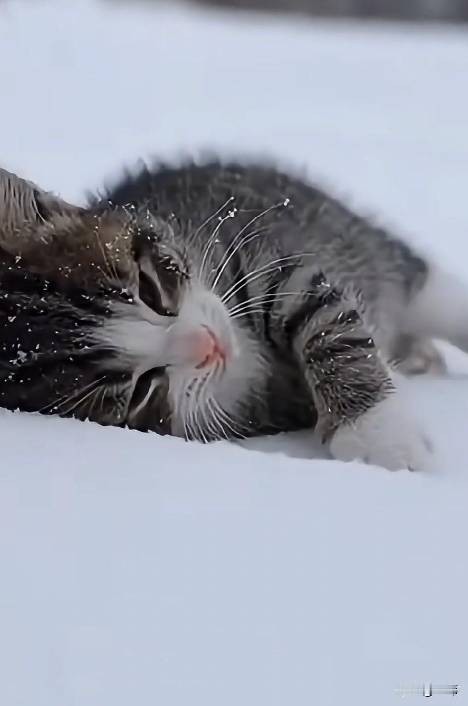 泪目了！这天，一只饥寒交迫的小奶猫晕倒在了雪地里，满天的暴雪虽然很美，但对于流浪