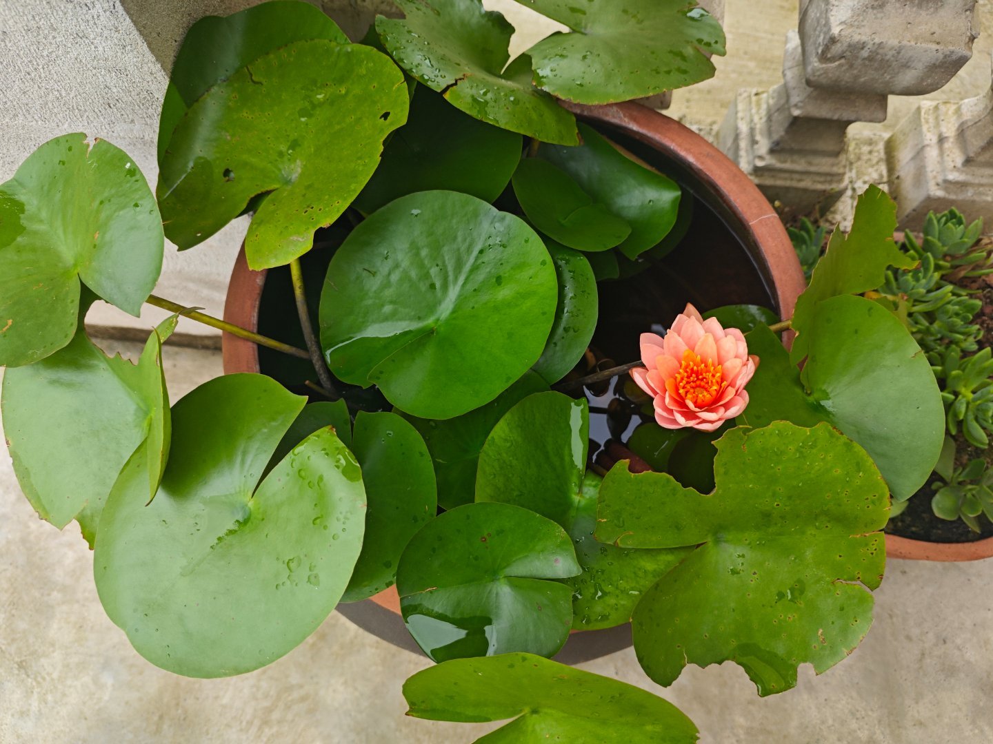 你永远不知道，生活会在何处设下坎坷，但请记得，所有熬过的磨难，终会化作铠甲，护你