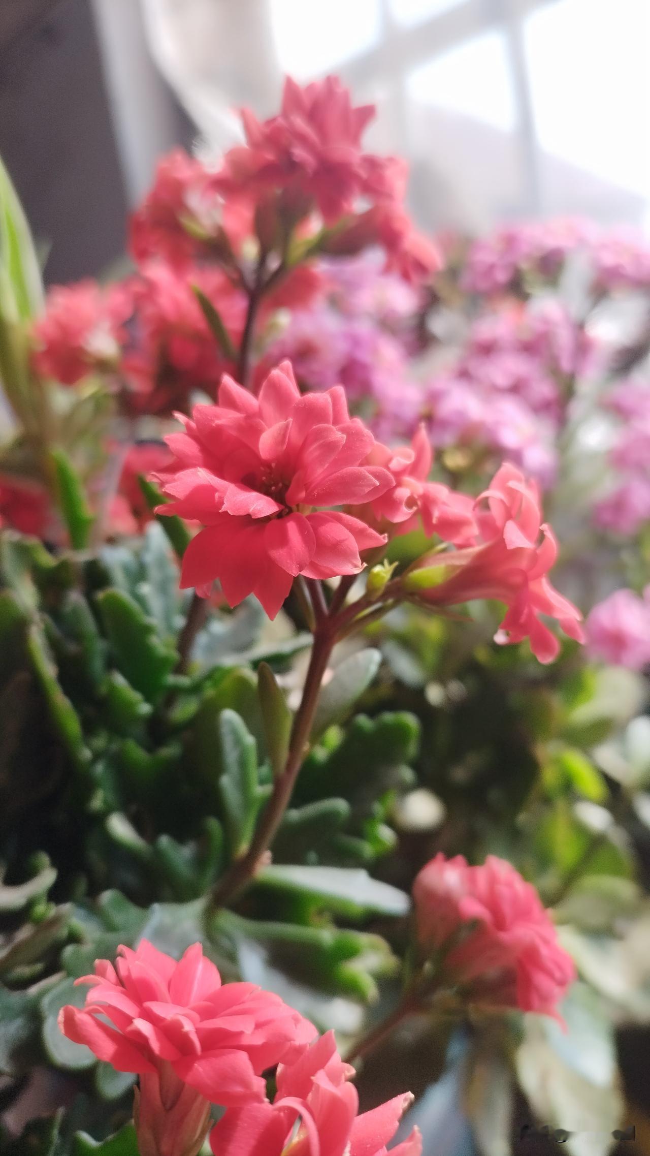 养娃二十年，终于享受到了一项福利。
这个福利，来源于六岁的二宝。
从去年刷手机，