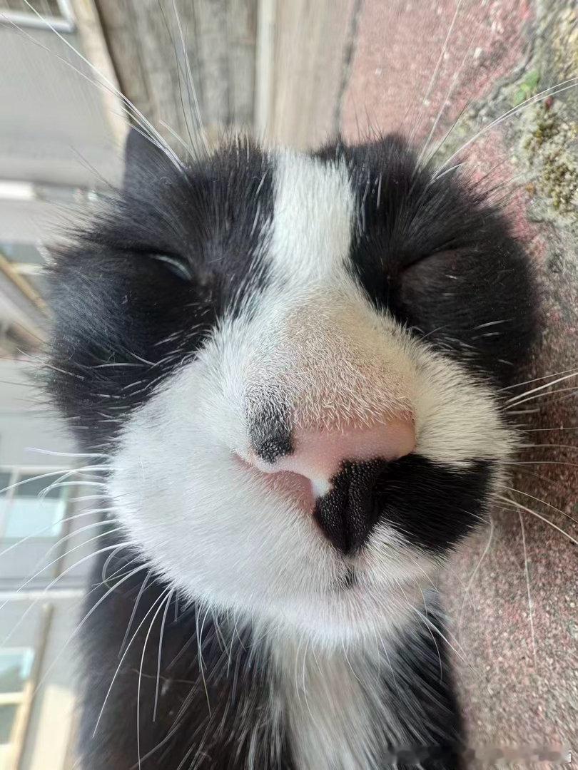 50155【丑猫】猫届小呆呆睡觉从来不擦鼻涕 