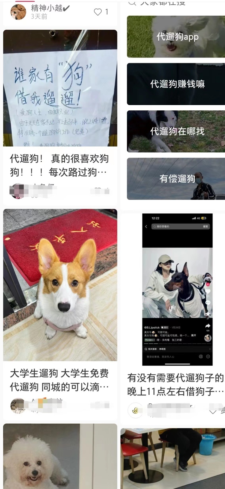 【#免费代遛狗火了#！报名人数太多 有狗狗档期排到7月中旬】#年轻人免费代遛狗狗