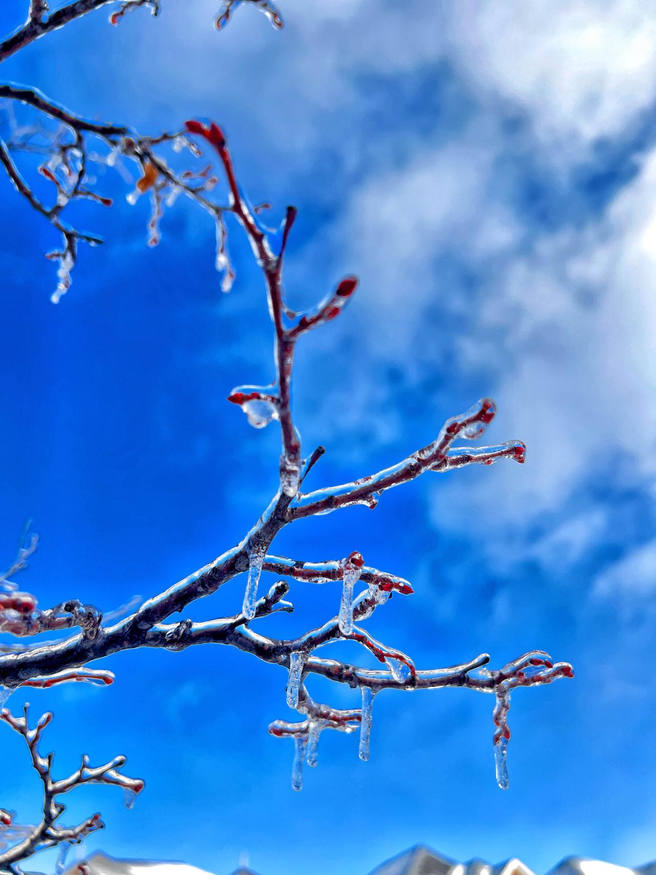 晒晒你拍的树照