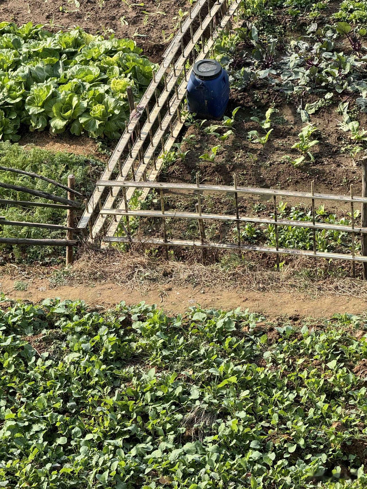 数九严寒时来湖北，真被惊艳到了。田间地头全是绿油油的大白菜，看着就生机勃勃。还有
