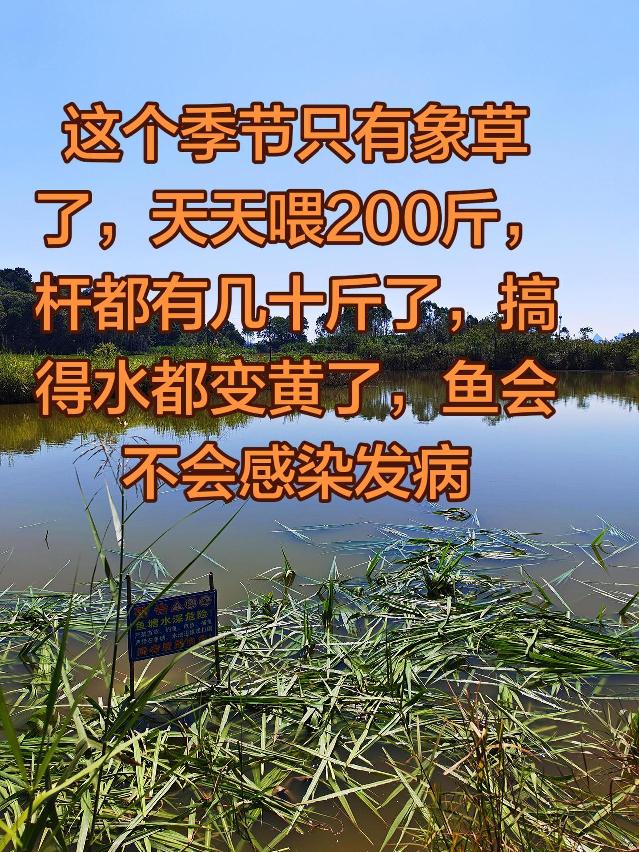 这个季节就这样了，以后吃什么好养鱼日记 养鱼