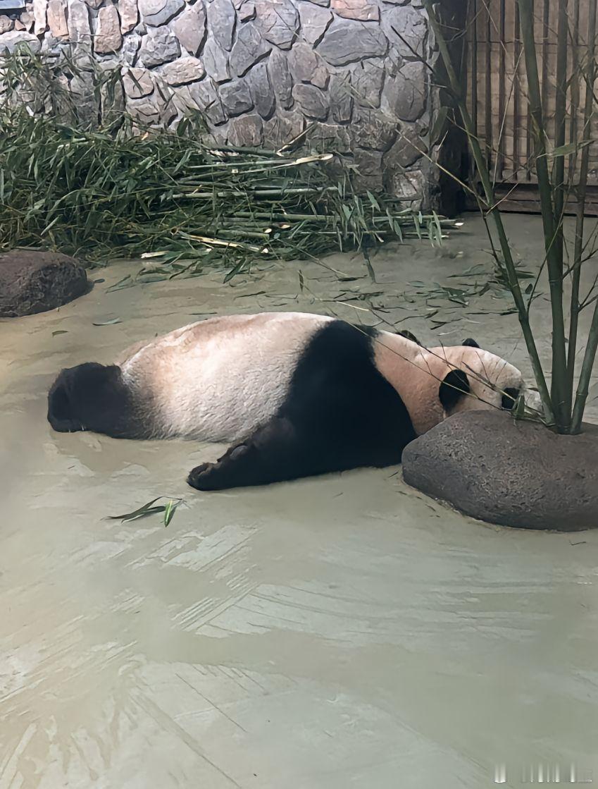 芝士海豹熊熊 海南岛主[超话]  