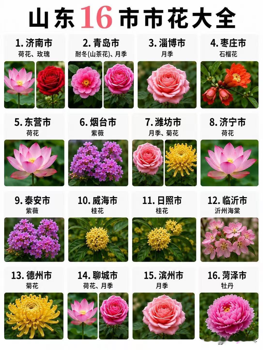 山东16市市花大全🌸这四个市双市花
山东16市市花汇总，看看你的家乡是哪种花～