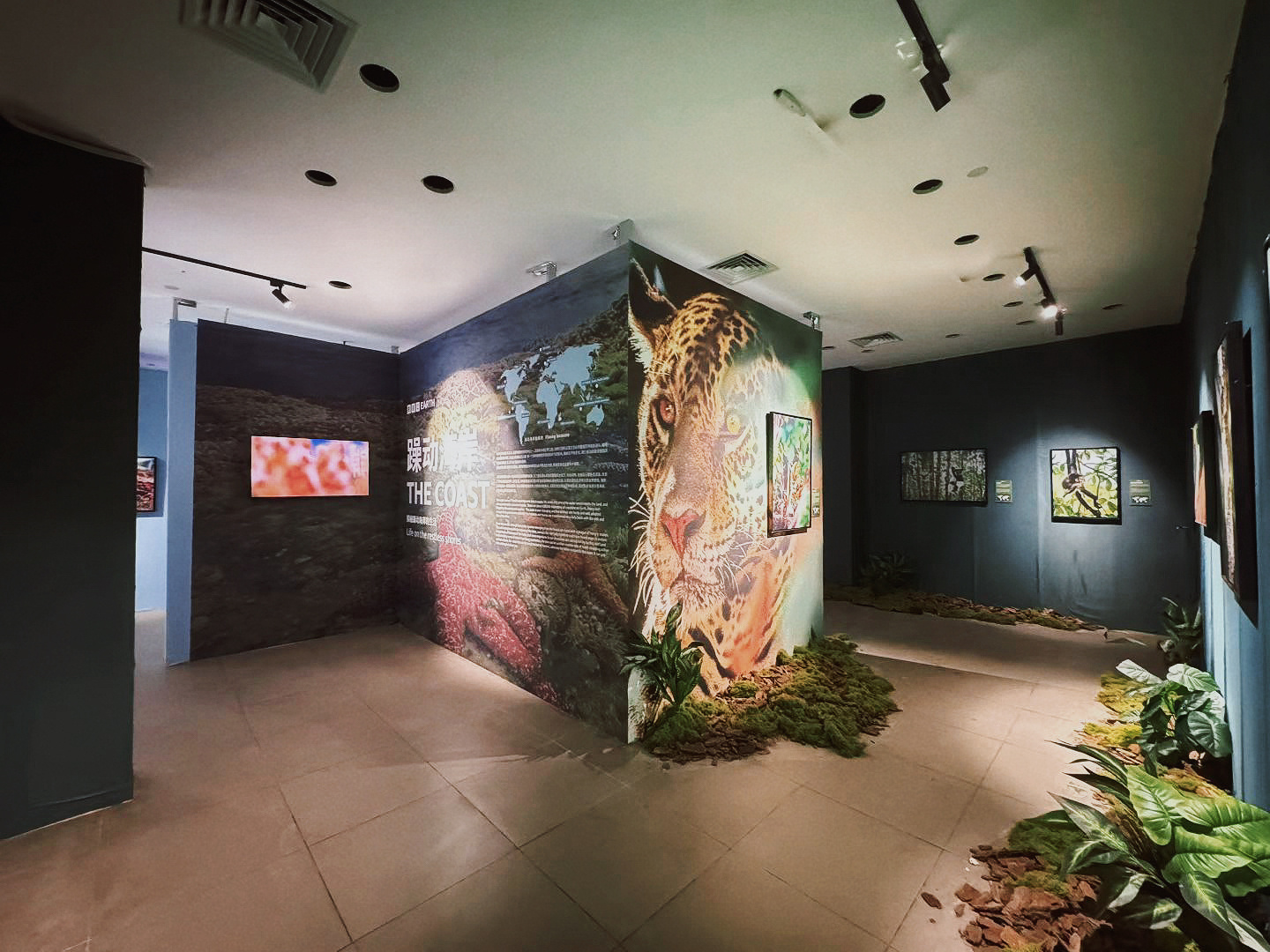 BBC EARTH极地生灵数字影像大展现已登陆重庆星光68广场A区2楼。展览以《