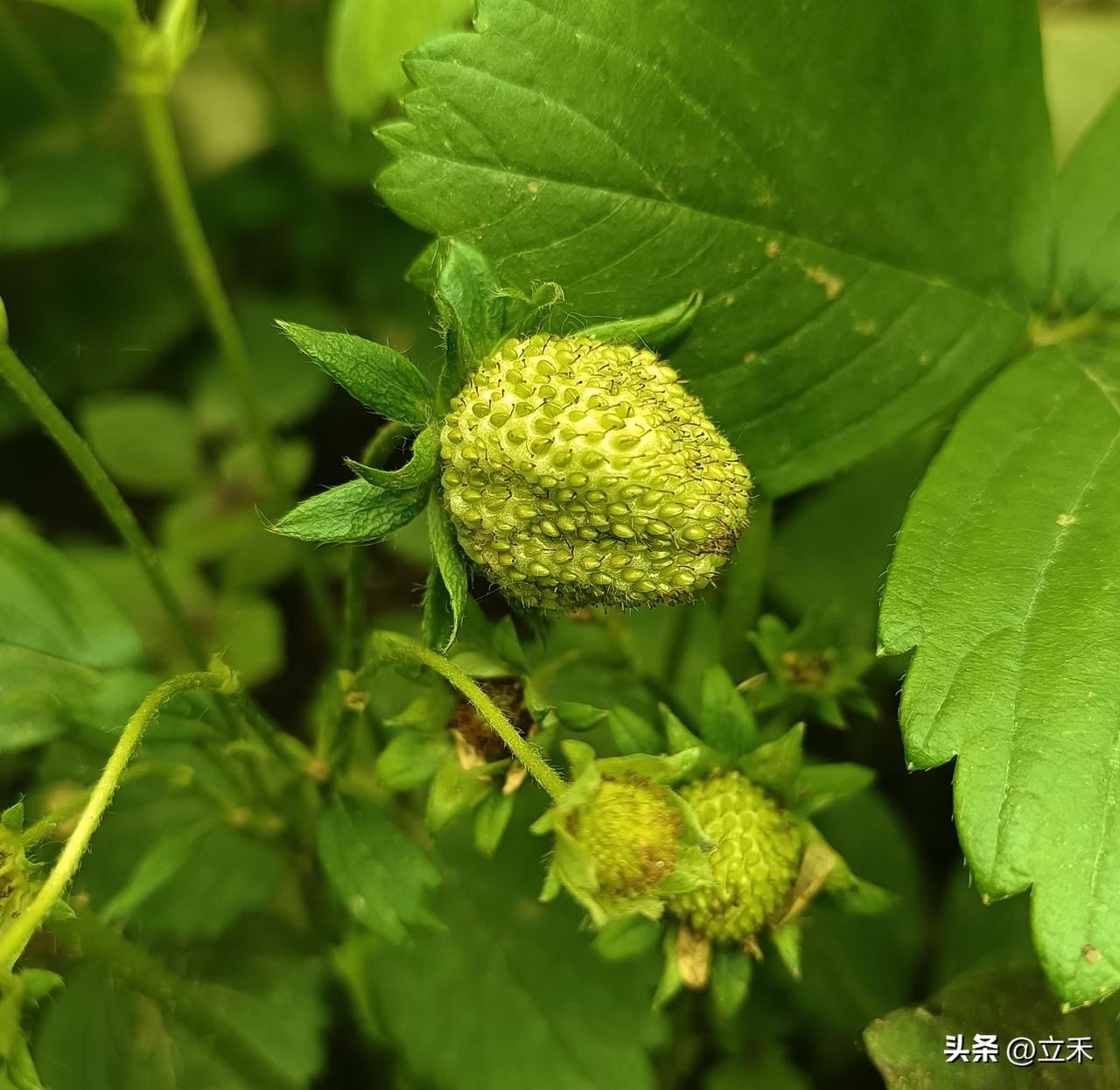看来我马上就可以吃到自己种的草莓了！
前些天还是小白花，今天再看都已经接了小草莓