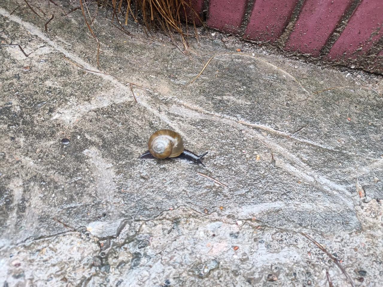 这是本土蜗牛吗？
我记得我们小时候看到的都是背着螺丝壳的蜗牛，今年看到的是田螺大