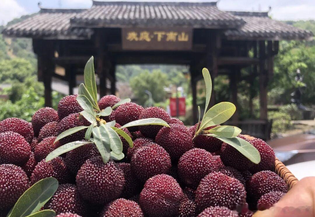 南山杨梅智能化大棚项目总占地面积23亩，总投资达430万元。项目建成后，将彻底改