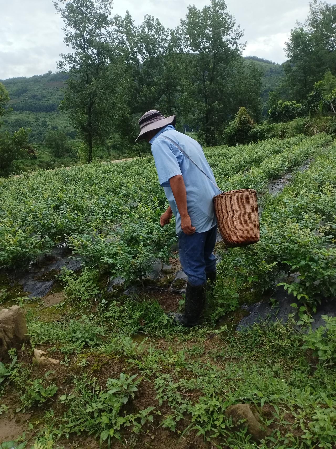 近段时间回农村两个月，见到两宗让人心酸的事，一个45岁邻居心梗发病去医院急救后，