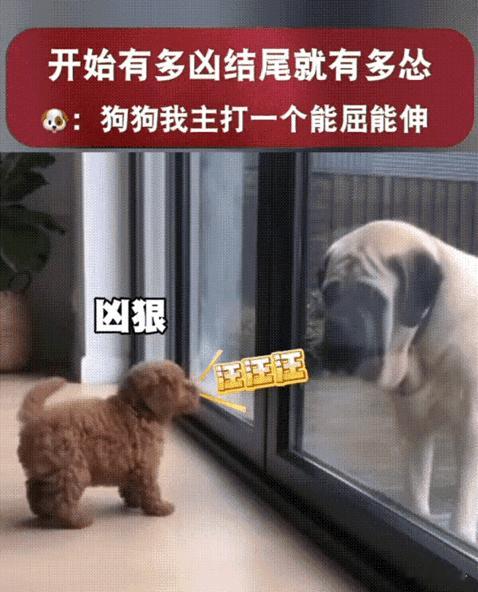 笑不活了！广东，女子家泰迪狗一直隔着玻璃门挑衅大狗，大狗情绪很稳定开始不理它。可