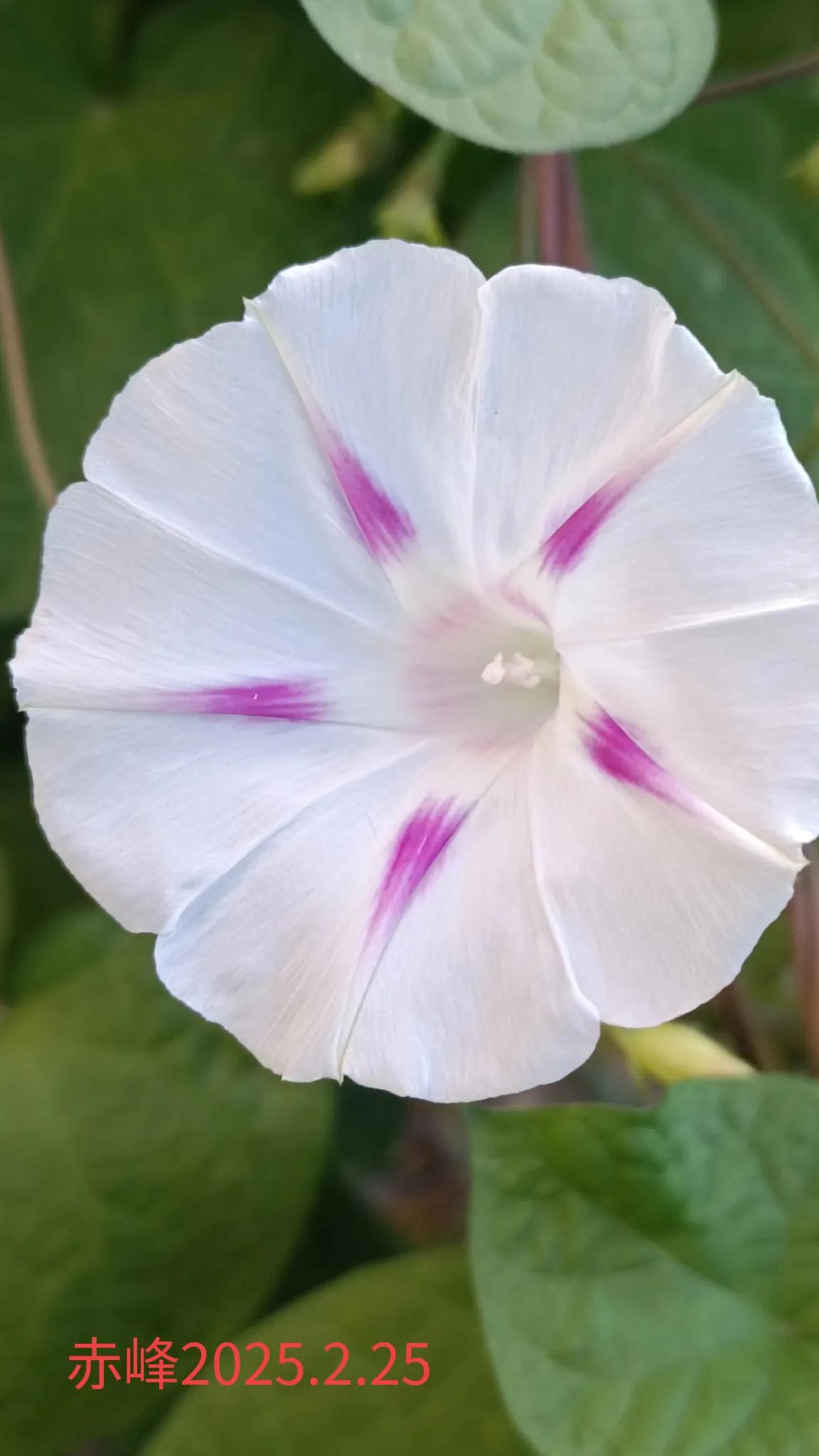 分享一张随手拍的花。随手一拍，路边牵牛花。