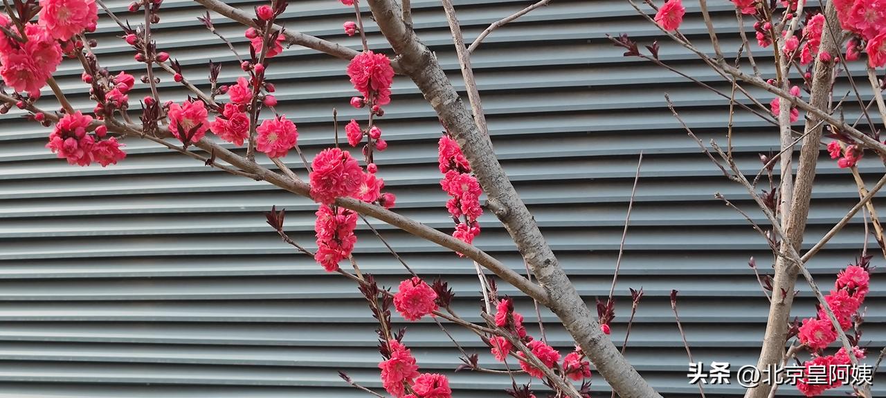 桃花开了, 有粉色的，有红色的。满树 盛开的桃花最能象征春天的到来。记得小学我画