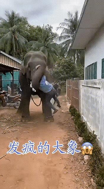大象发起疯來太可怕了，房子都能给你推倒了。