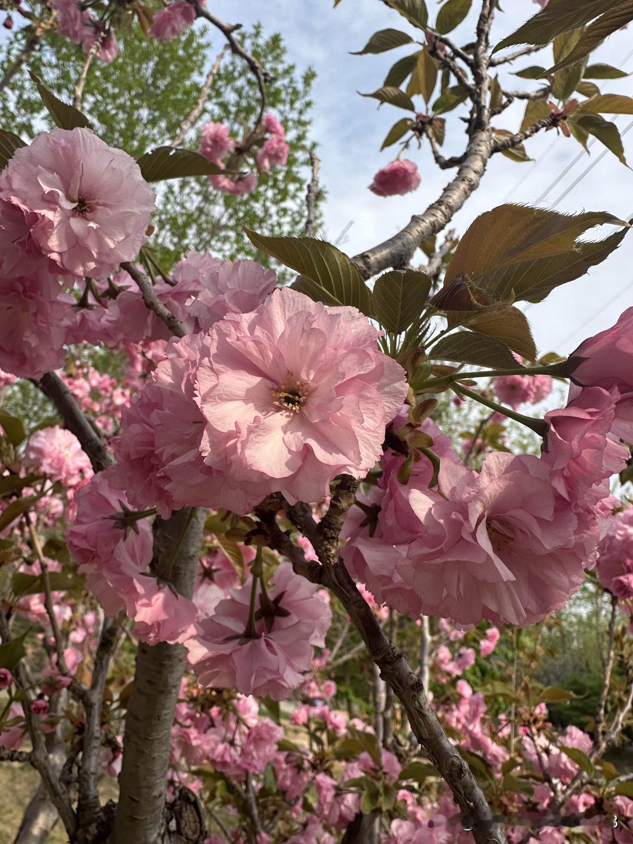 春天最想晒的就是花儿了
没办法
因为一出门
扑面而来的就是花