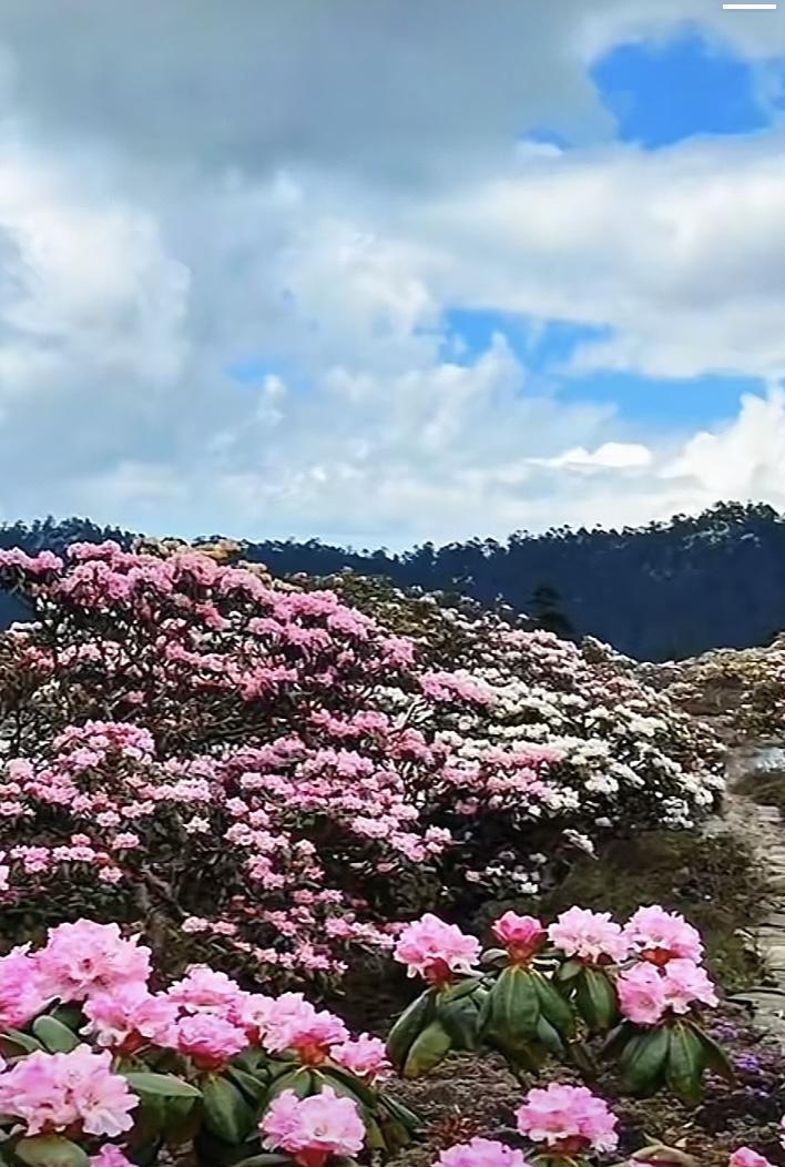 现在的市场震荡加剧，而现在的散户如同惊弓之鸟，其实3600未必能破，所以，我认为