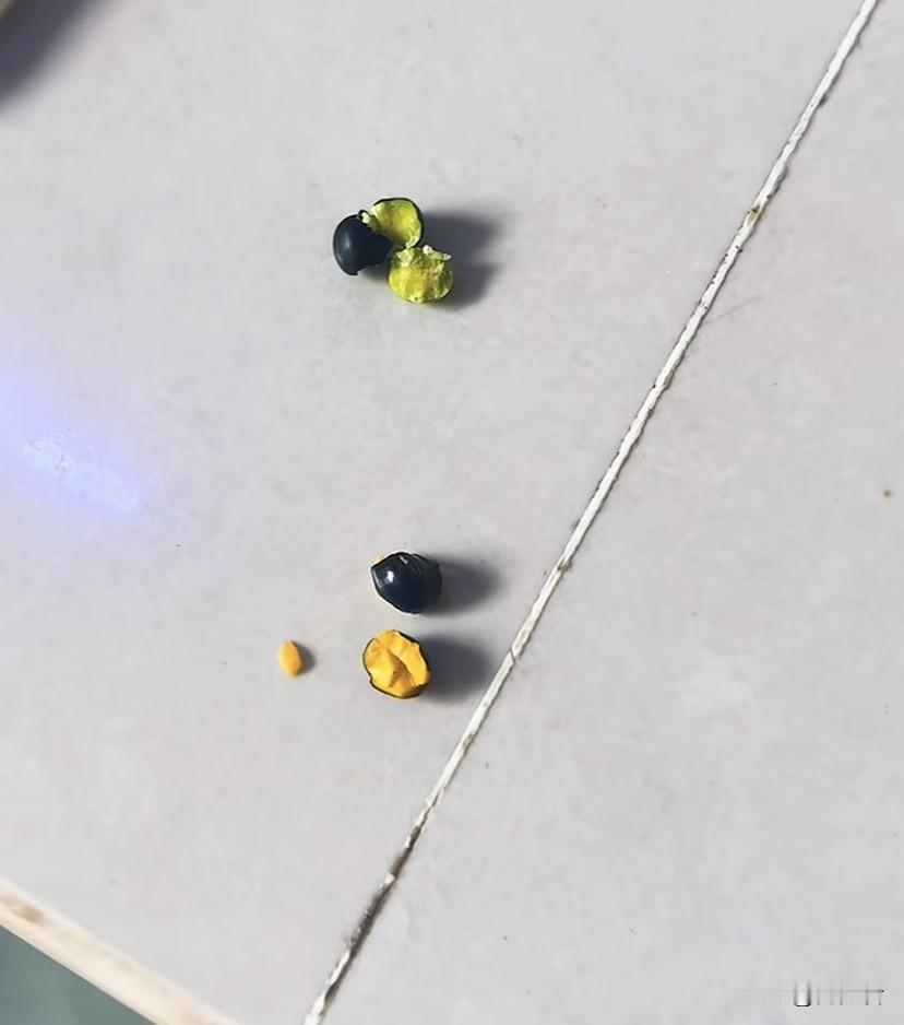 黄心黑豆和绿心黑豆，到底吃哪种好？
今天买了一袋黑豆回来，家里老人说我买的黑豆没