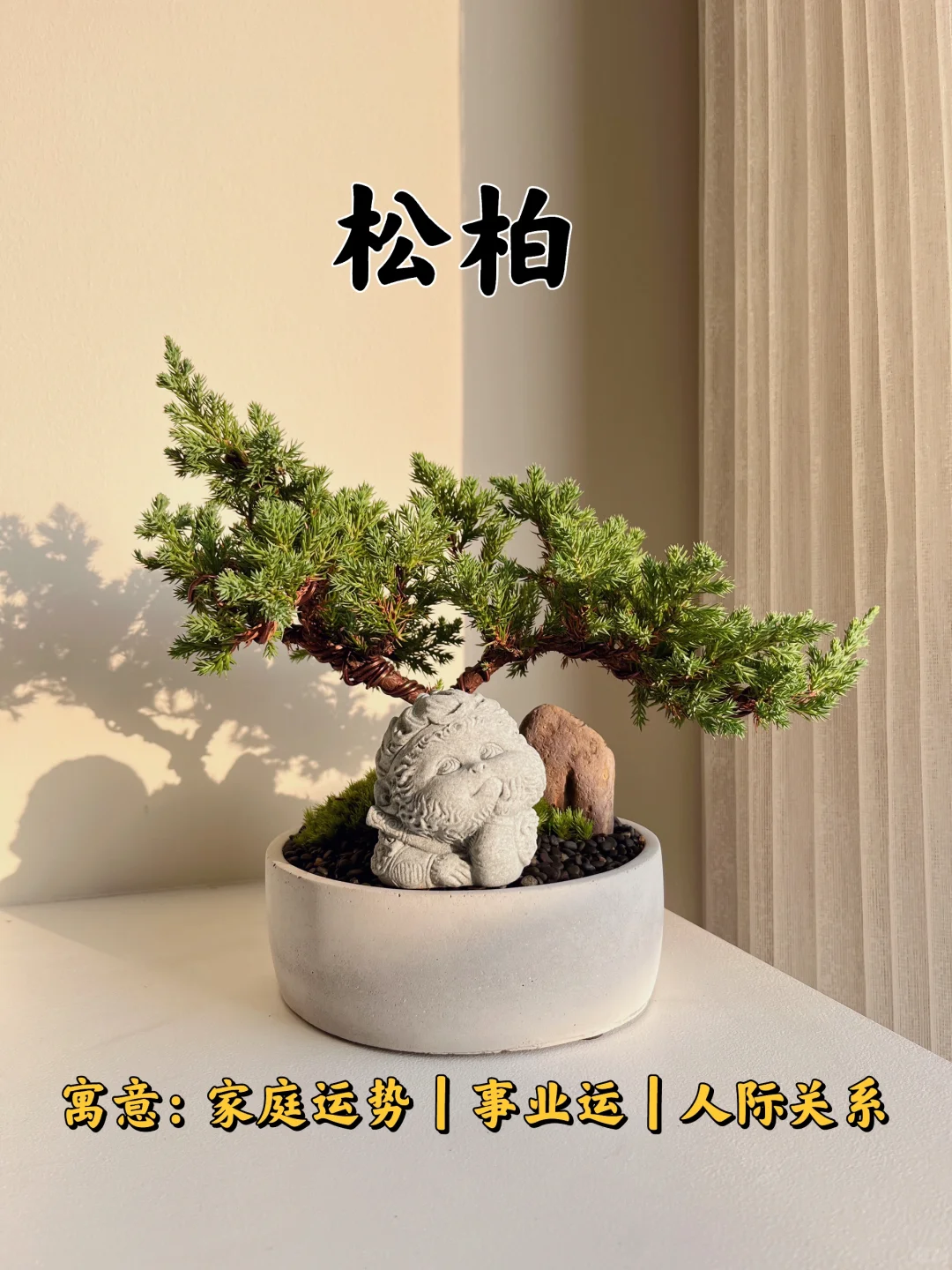 🇲🇾【现货x1】松柏