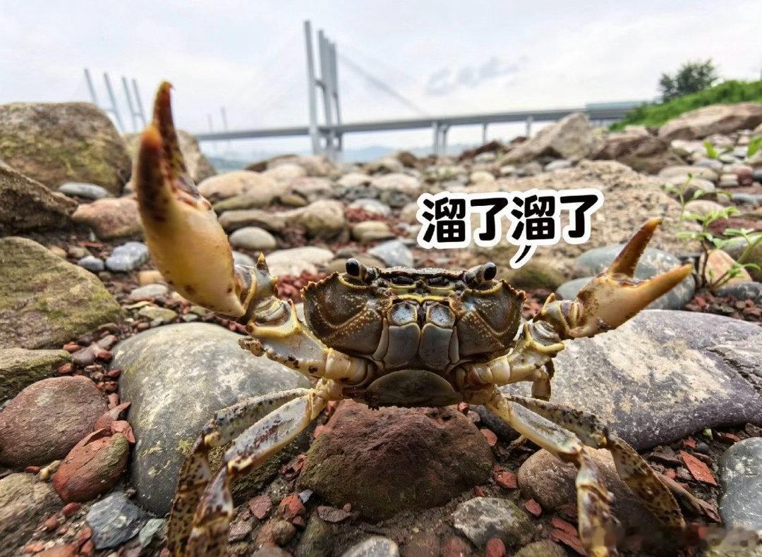 潘玮柏在一道螃蟹上栽了两次🤍女王主动放弃大众评审优势，一心给新人机会，炒蟹美味