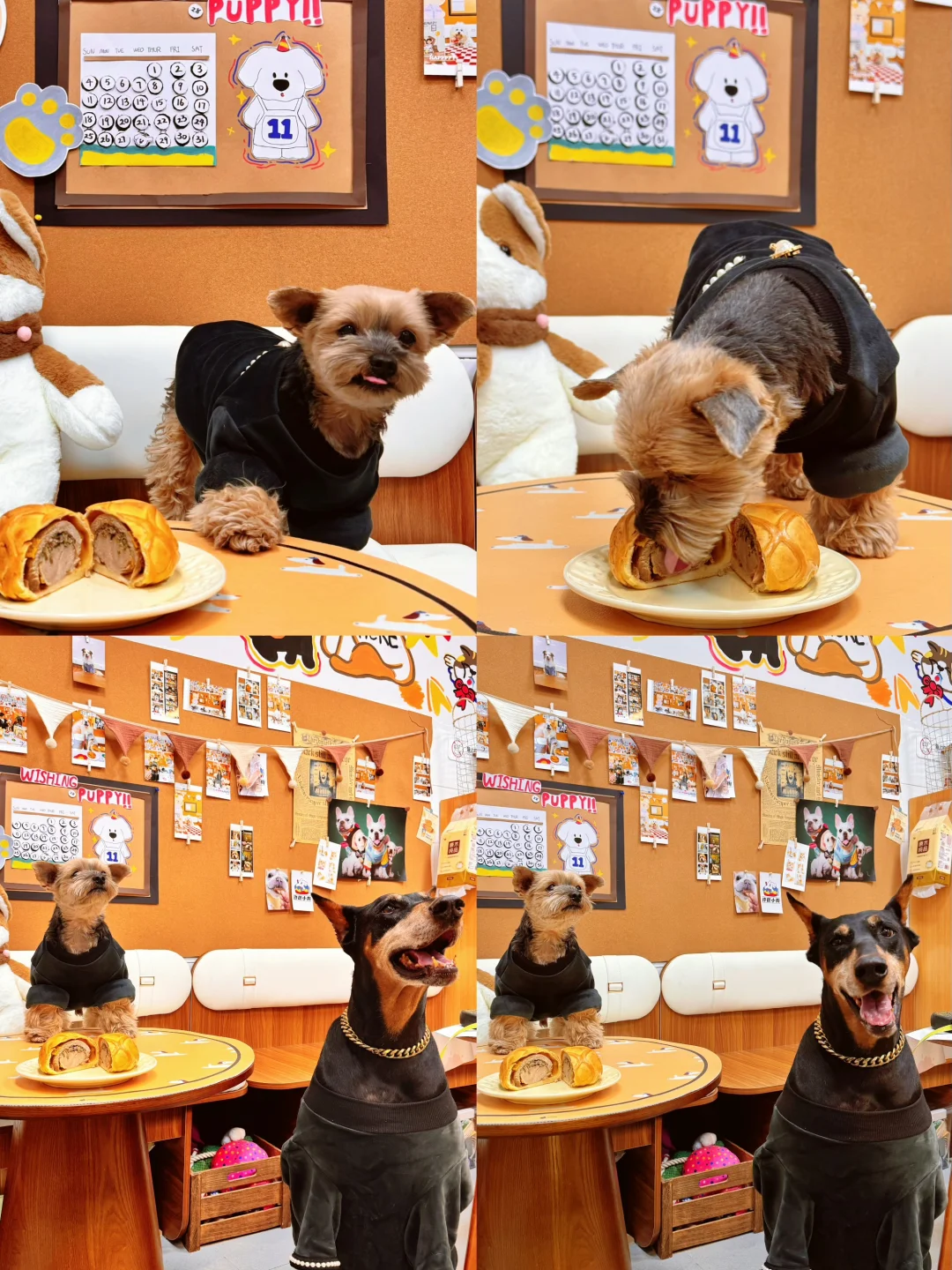 小狗我呀！今天吃惠林顿牛排！