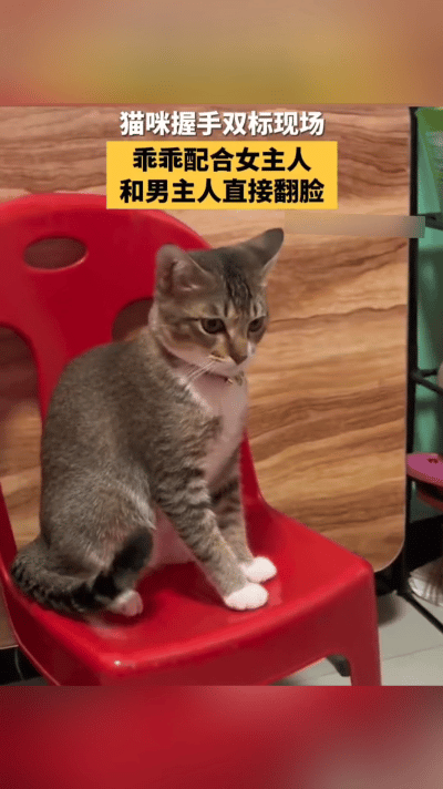 全网超双标小猫咪！看人握手两幅面孔，反差萌太好笑了。

万万没想到现在的小猫咪，