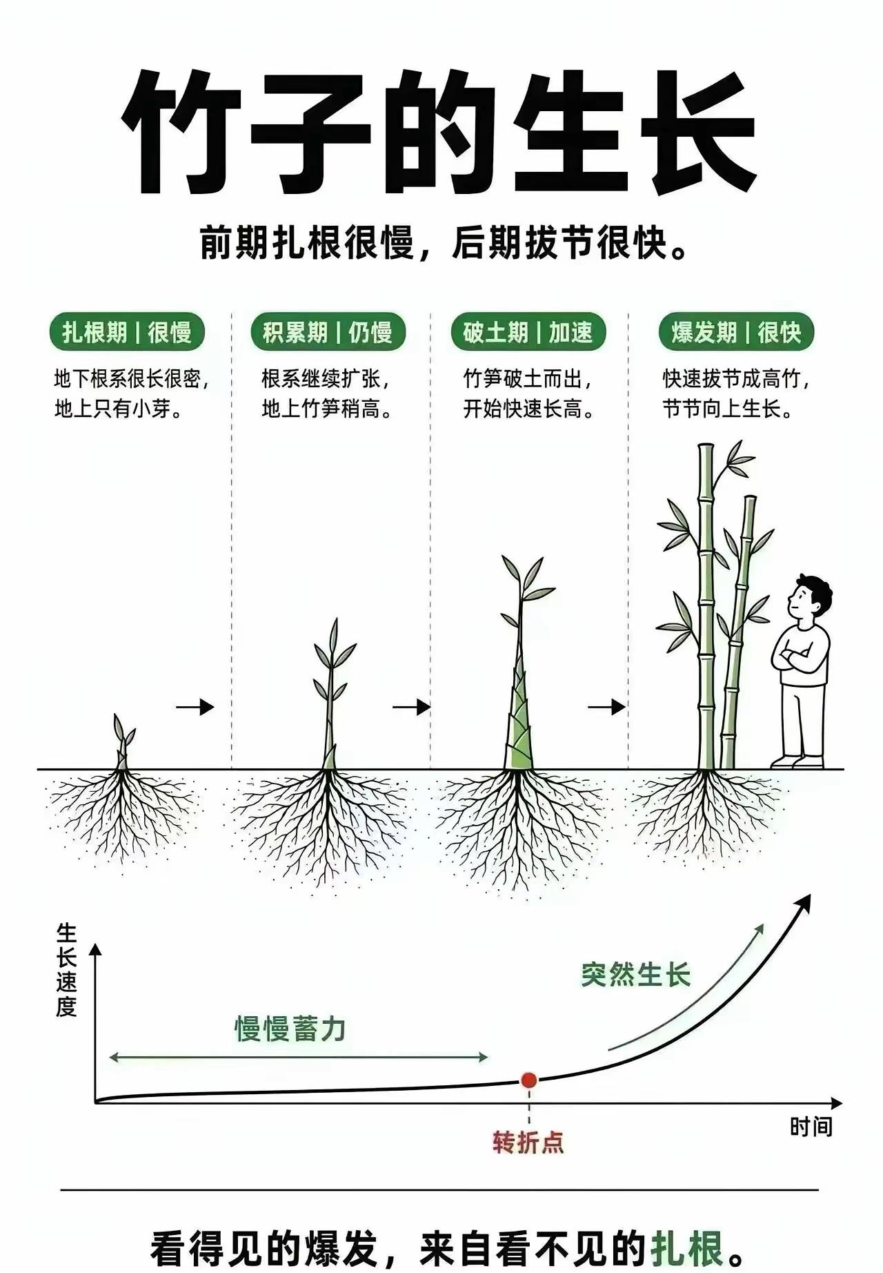竹子定律：你现在的“慢”，都是未来爆发的伏笔
 
开头先问一句：你是不是也在熬？