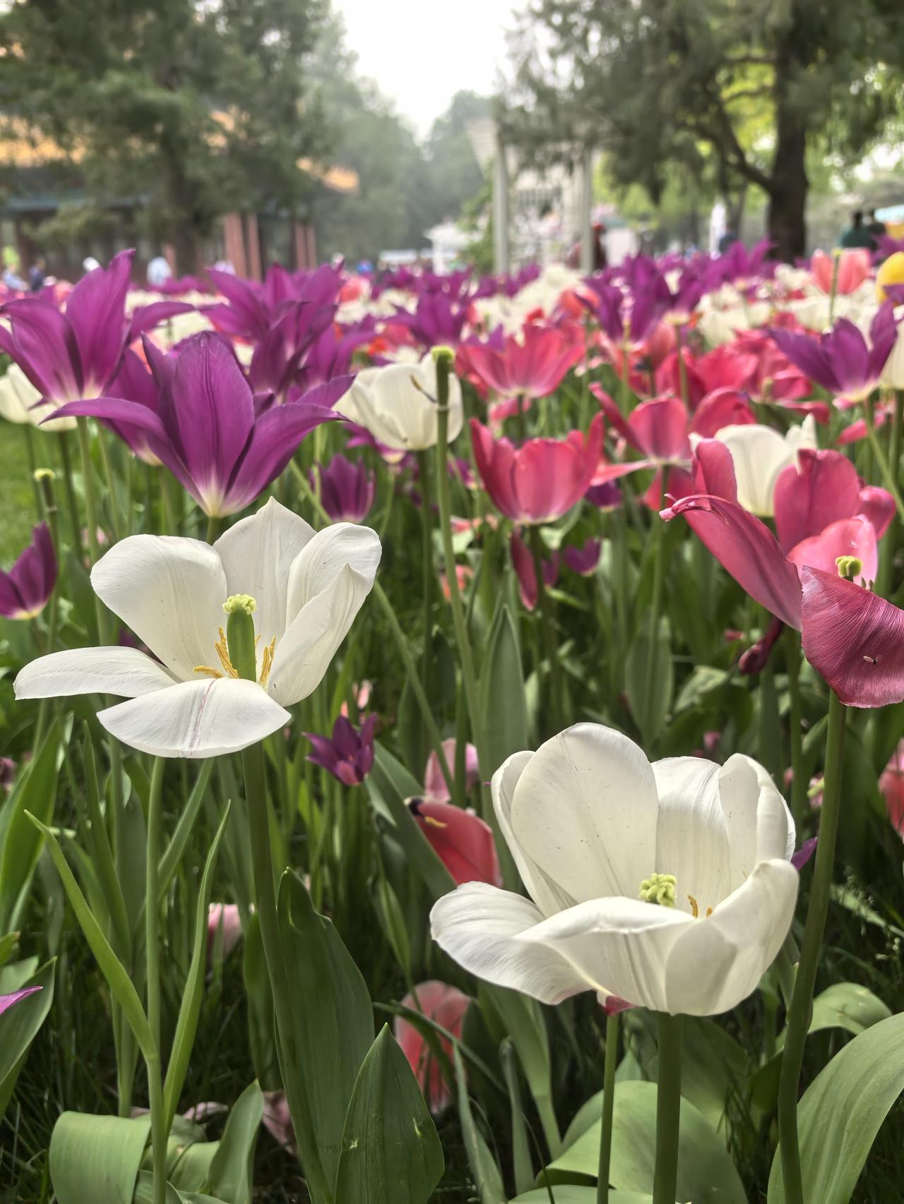 中山公园郁金香