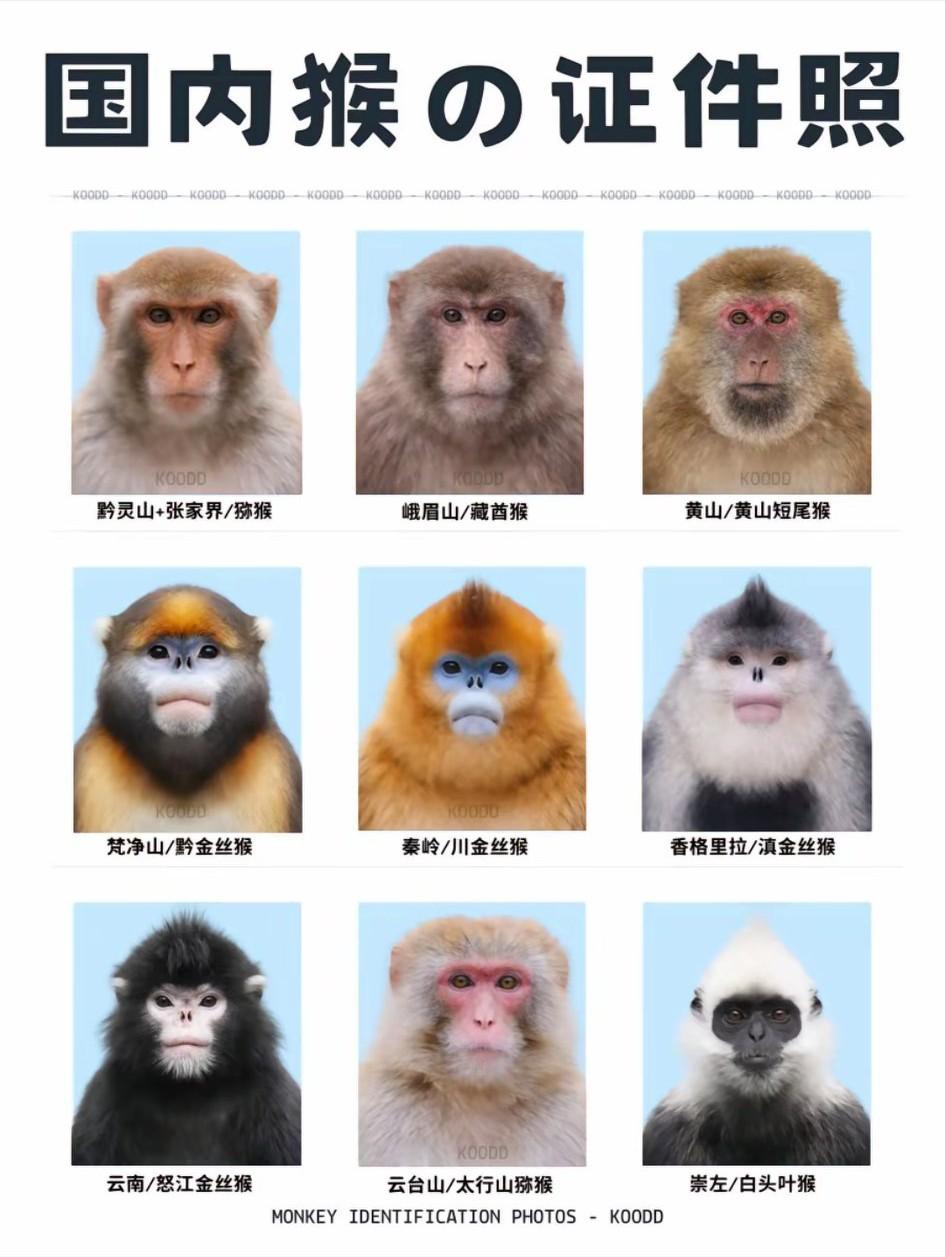原来金丝猴也🈶黑毛猴子啊！
   怒江金丝猴被归为金丝猴，并非以毛色为依据，而