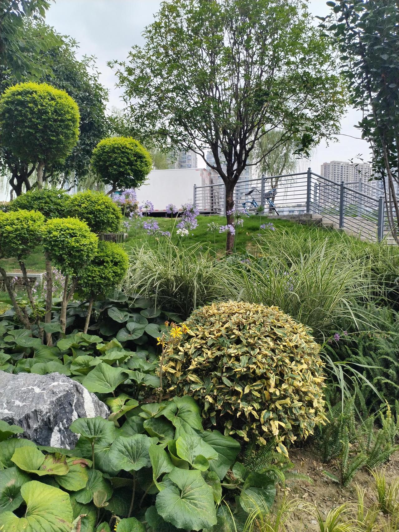 绿化，美化，亮化，人性化，让城市更漂亮

近几年来，绵阳市城市绿化管理部门，进一