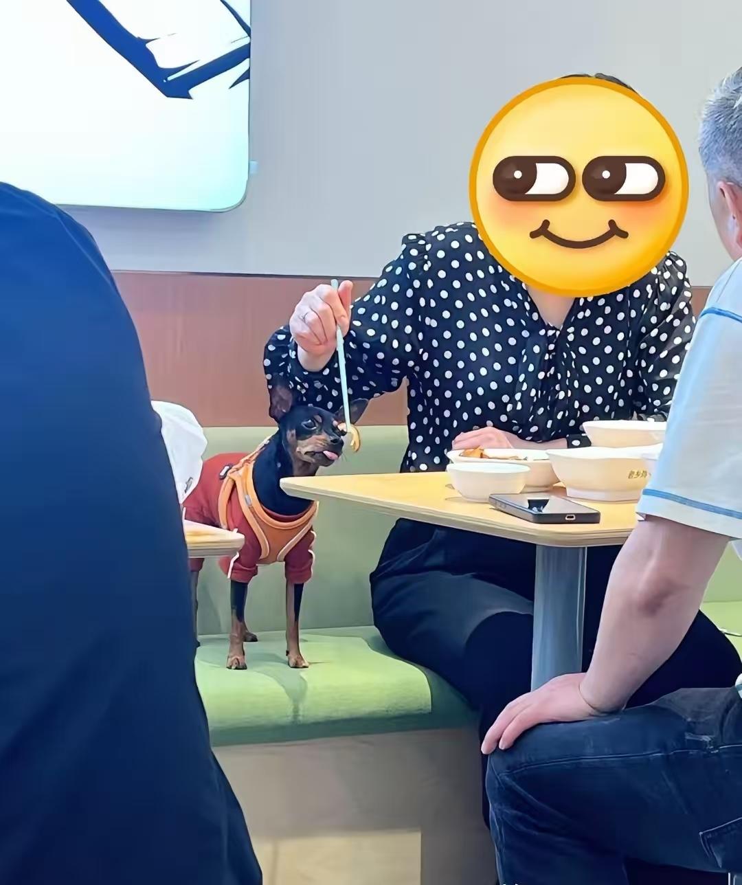 武汉万科未来中心VFC商场餐厅，一幕画面看得旁人无比膈应。狗主人直接把宠物抱上就