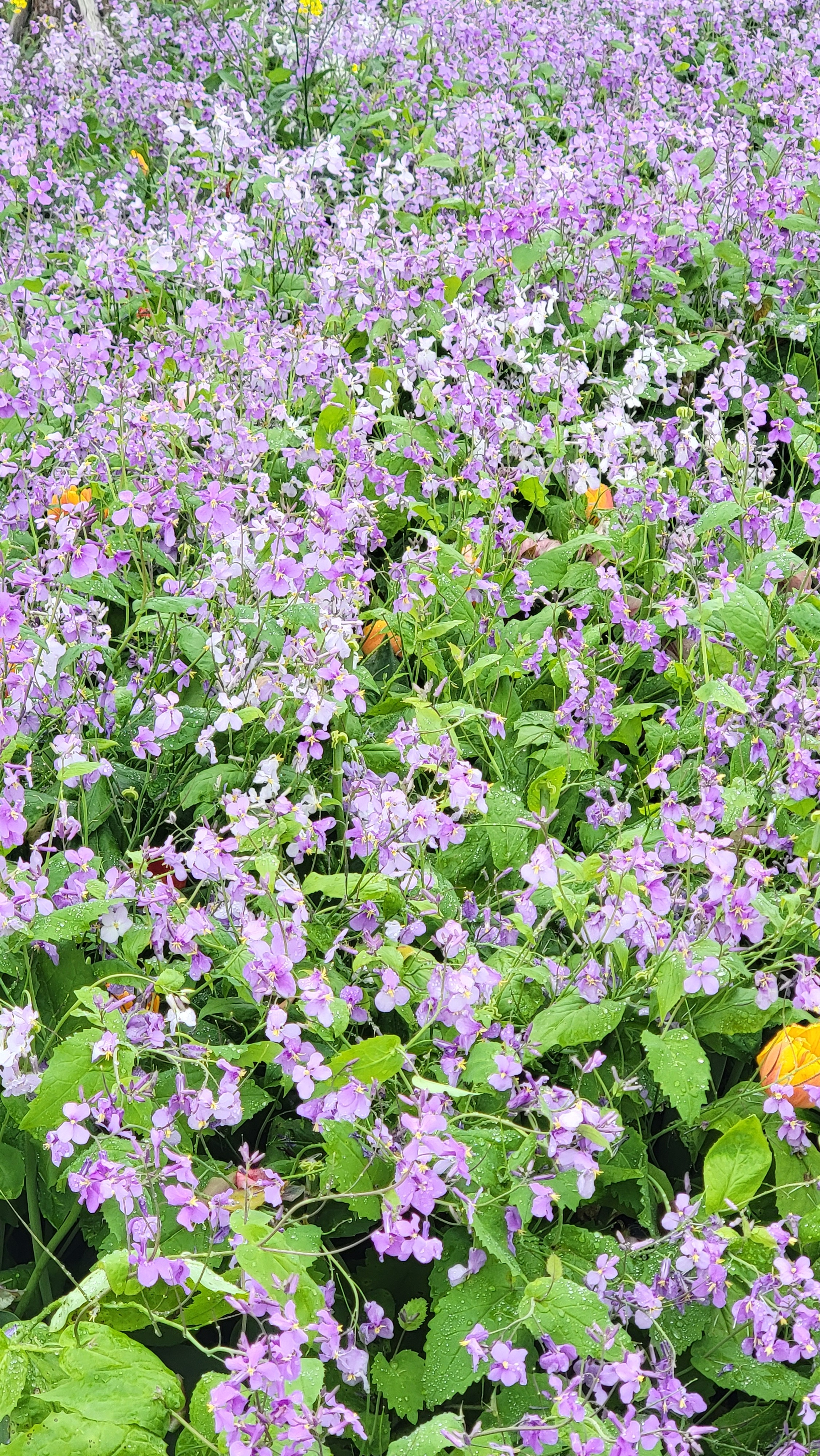 一个药，上疏肝、中健脾，下补肾，三焦一通百病消！咱人体就像一座小天地，气血津液在