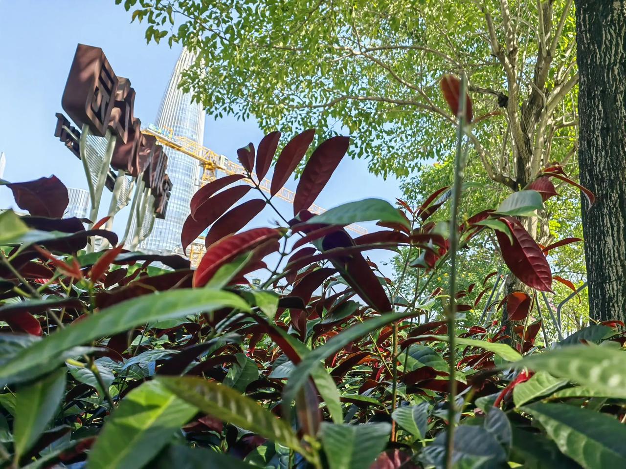 深圳初冬，暖阳仍在，却没了夏的火辣。路边树的叶子有点黄了，风一吹就晃悠。公园里，