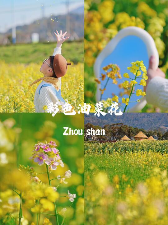 舟山旅行 | 这么大一片彩色油菜花居然没人