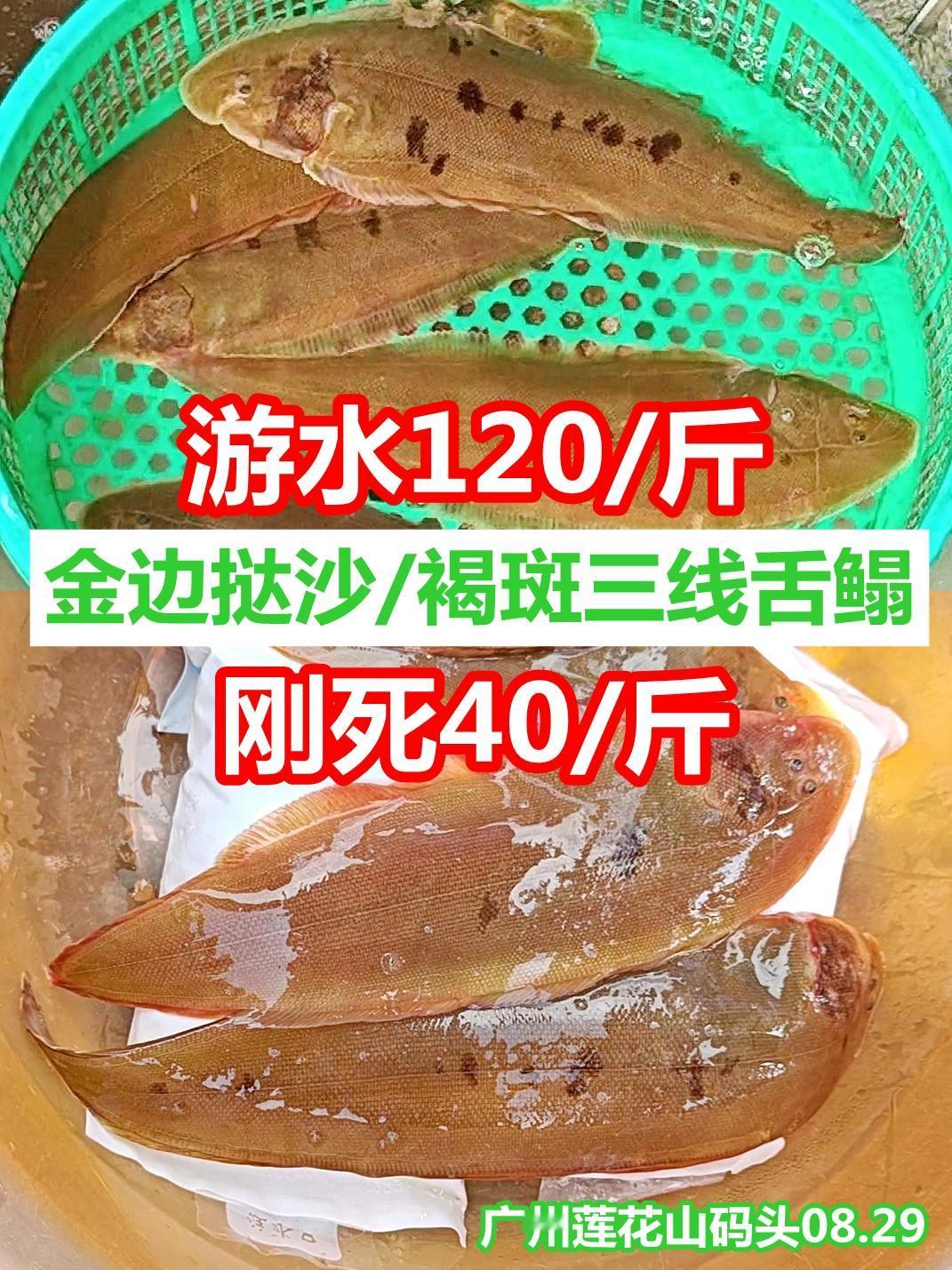金边挞沙，活着是名贵海鲜，刚死就跌三分二

金边挞沙，正名：褐斑三线舌鳎，广州莲