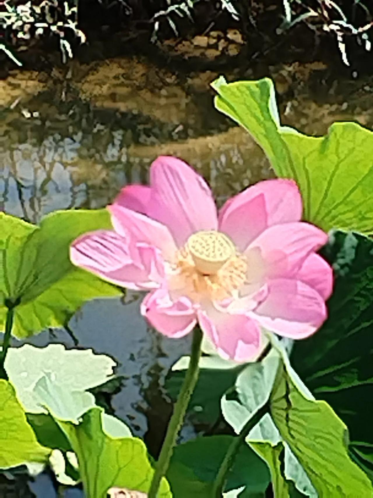 故事：婆媳相处（一）《婆媳之间》

在一个普通的小镇上，住着阿珍和她的婆婆。阿珍
