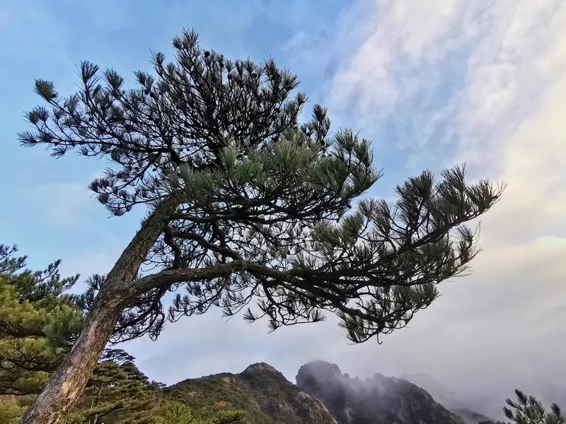 哇塞，黄山千年迎客松“开花”这事儿太惊艳了！满树金蕊就像给它披上了“金甲”，简直