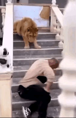 老外真是太牛了，居然把狮子当成宠物养，这胆量得多大！对于一个正常来说，养一条体型