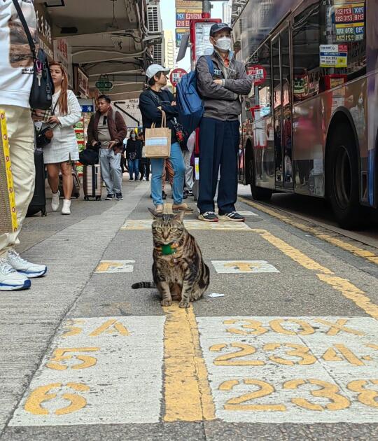 🇭🇰HK貓店長系列💛阻B企中間等邊架巴士🚌