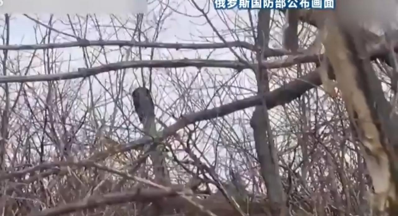 俄罗斯国防部公布最新画面，新罗西斯克地区遭袭后现场一片狼藉，树木折断、浓烟滚滚，