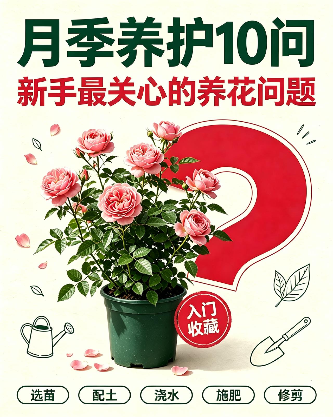 新手养月季最常问的10个问题，一张图一个知识点，从选苗、配土、浇水、施肥到修剪，