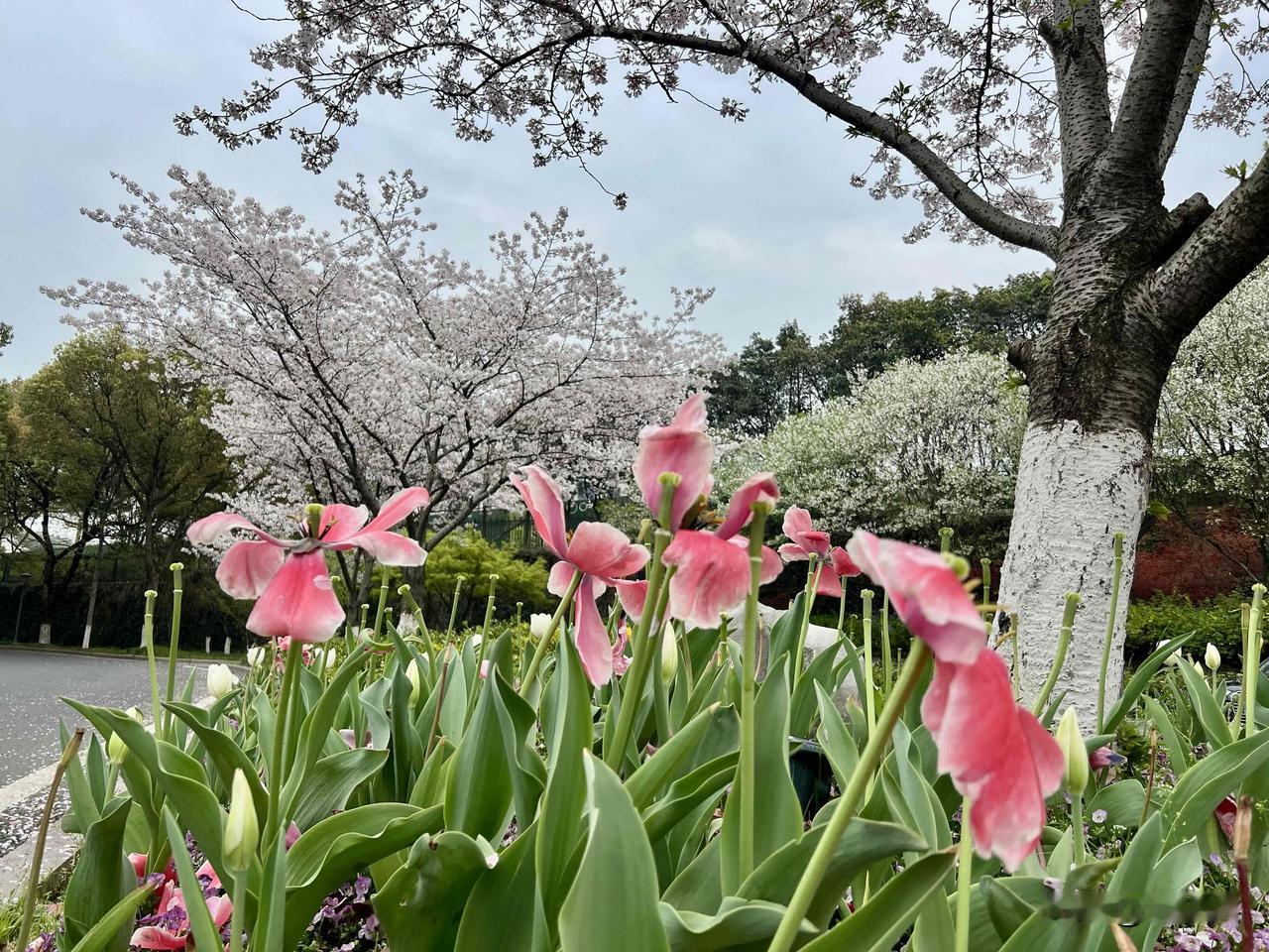 天气好，家门口也能看到郁金香，一片春天般的色彩。前几年，我还去杭州太子湾看郁金香