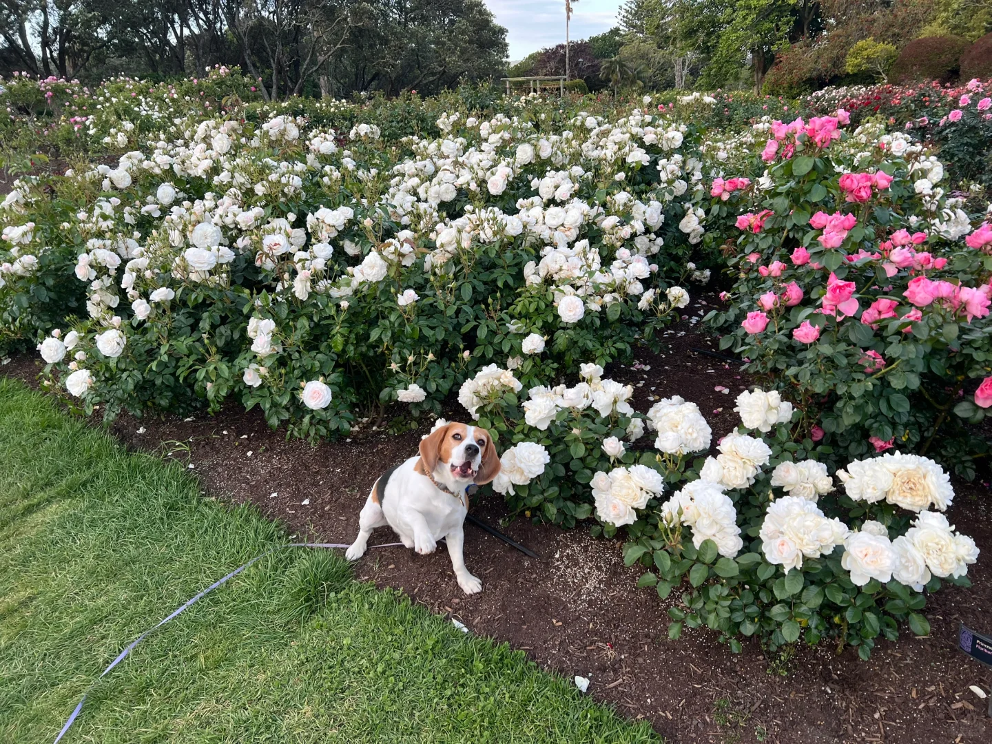 Parnell Rose Garden玫瑰之外的绿野仙踪