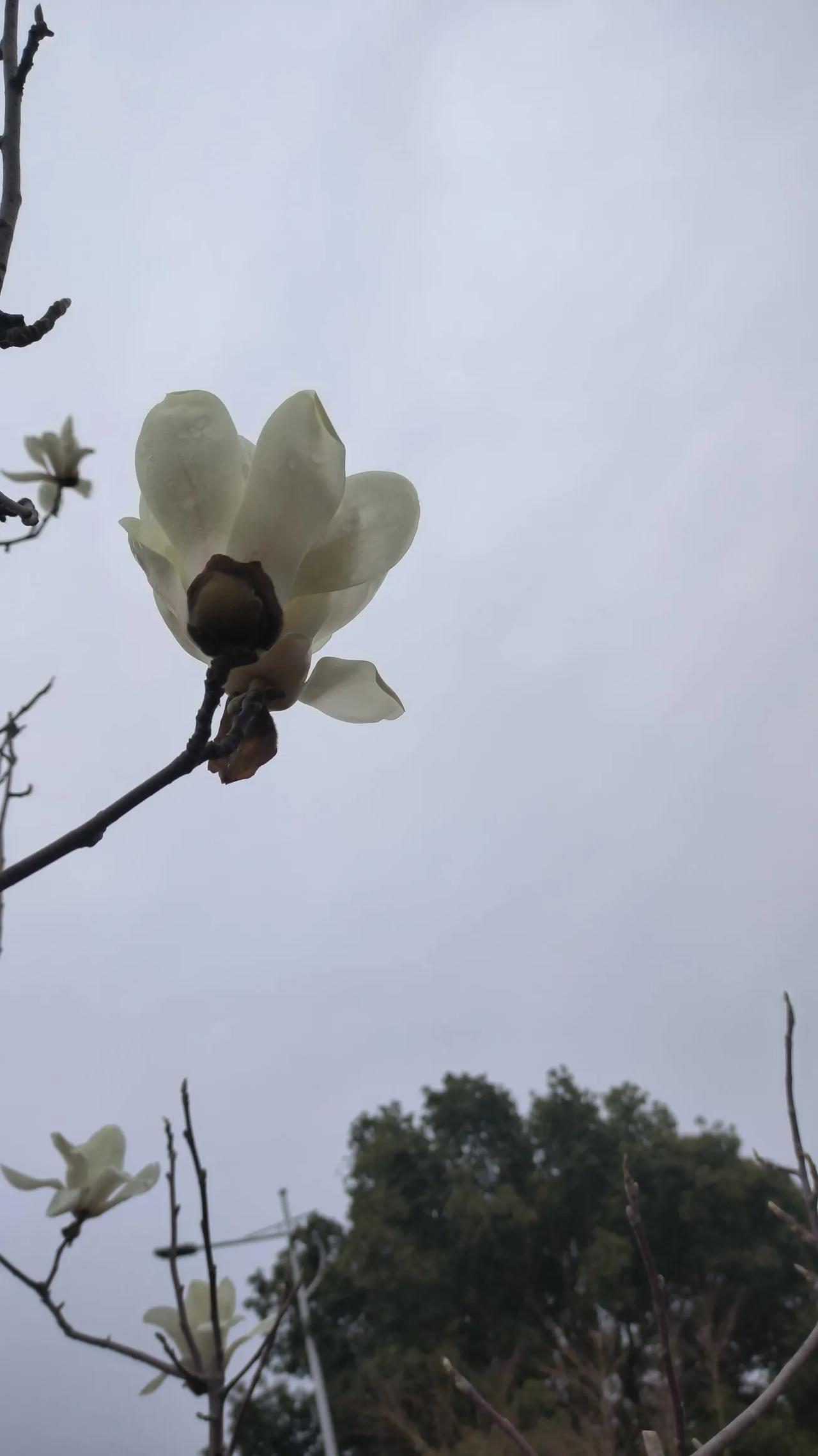 今天大姐家女儿，给孩子办百日宴，是第二胎，我没回家，因为她是晚上六点才开始，我上